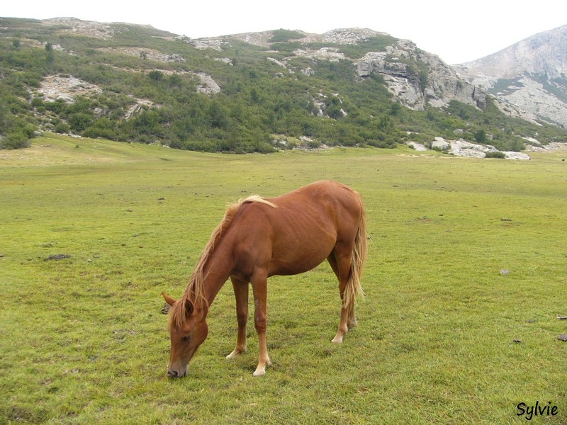 chevaux-lac-de-nino