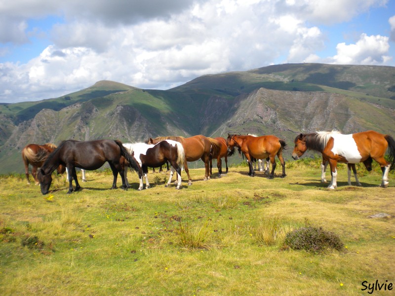 chevaux-pays-basque