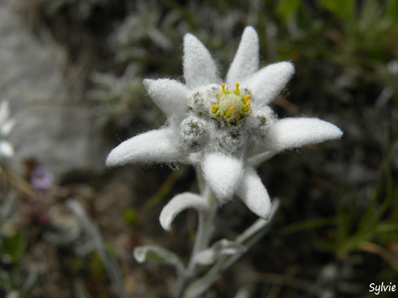 edelweiss-alpes
