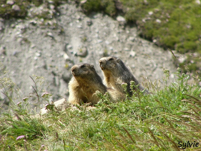 marmottes-refuge-de-la-femma