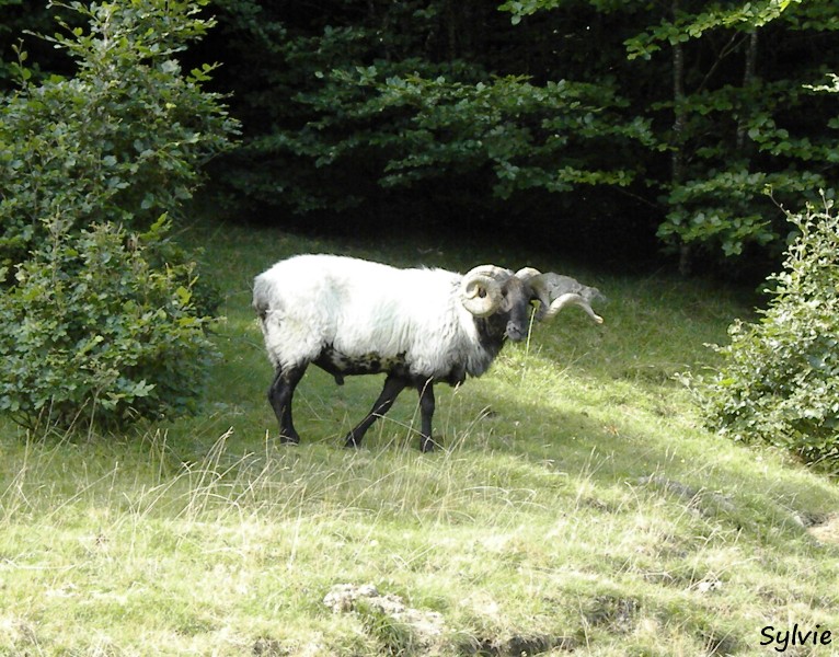 mouton-pays-basque
