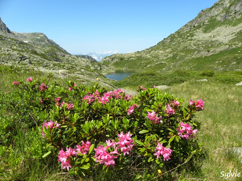 rhododendrons-alpes